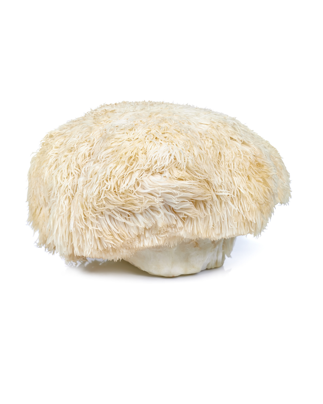What lion's mane actually does (and what it doesn't)