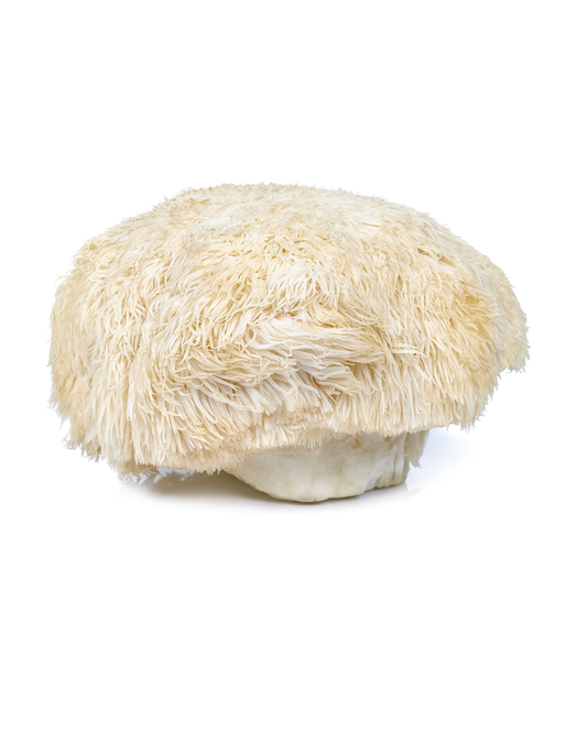 What lion's mane actually does (and what it doesn't)